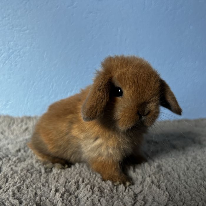 Mini lopek/cudo!/renomowana hodowla !!