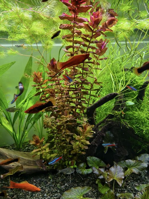 Roślina akwariowa Rotala Macrandra Wspaniała.