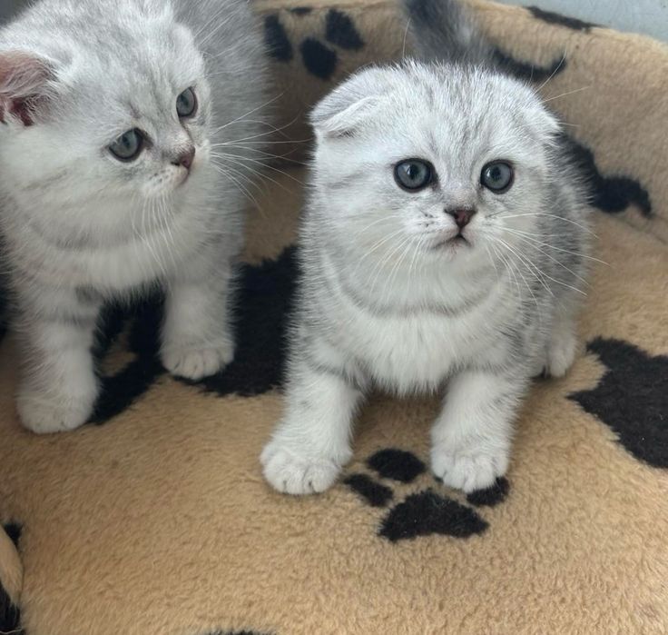 Продам кошеняток