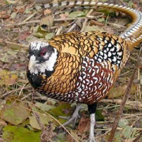 Продам декоративних фазанів