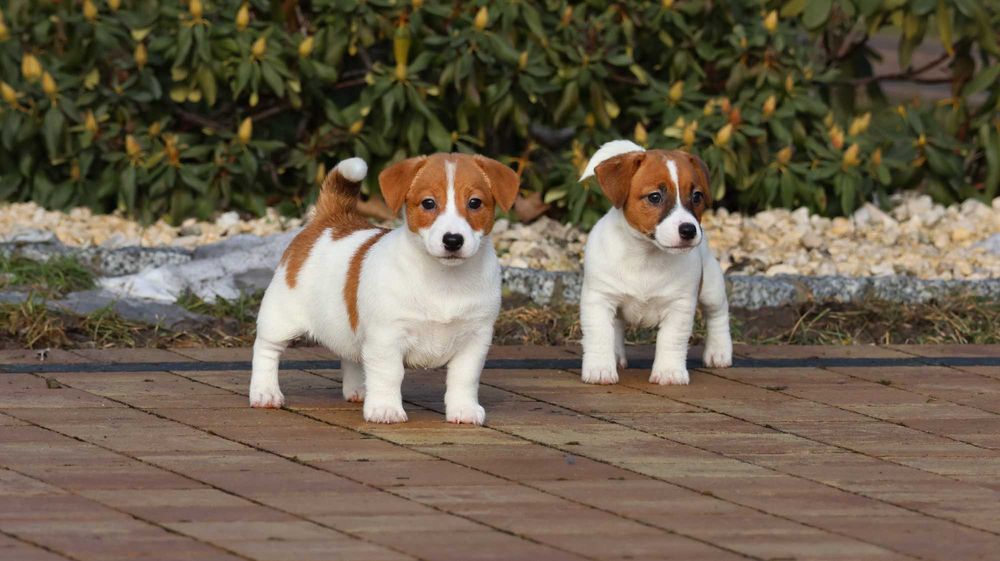 Jack Russell Terrier ZKwP FCI- suczka z wzorcowej hodowli/bad. genet.