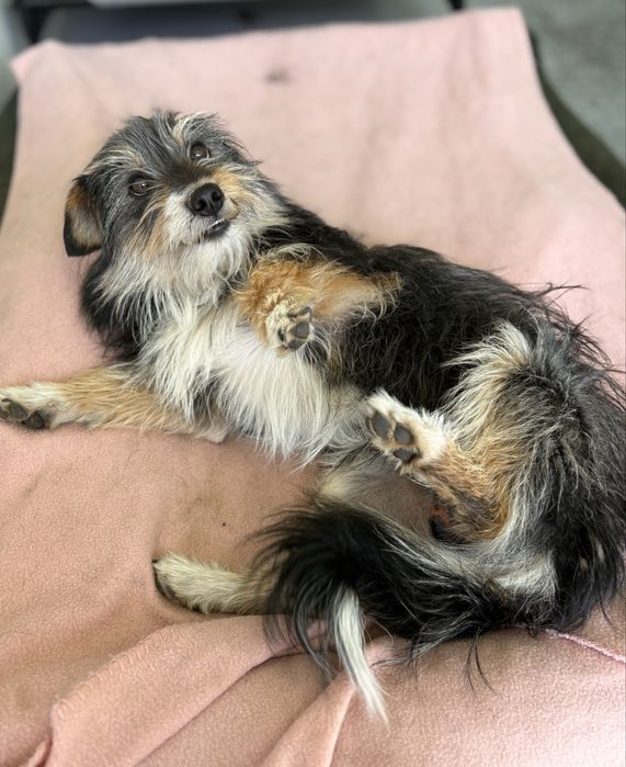 Pixel do adopcji!
