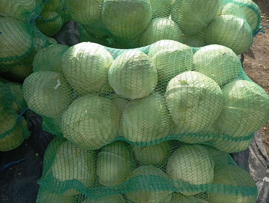 Морква,Буряк Капуста