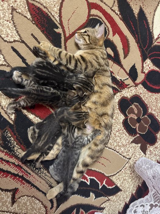 Продам бенгальскіх котенят