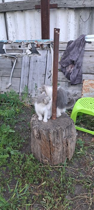 Віддам в добрі руки