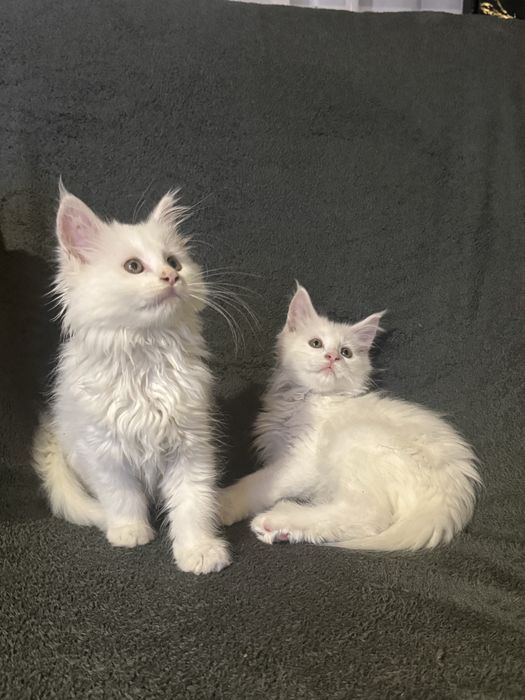 Maine coon kocurek