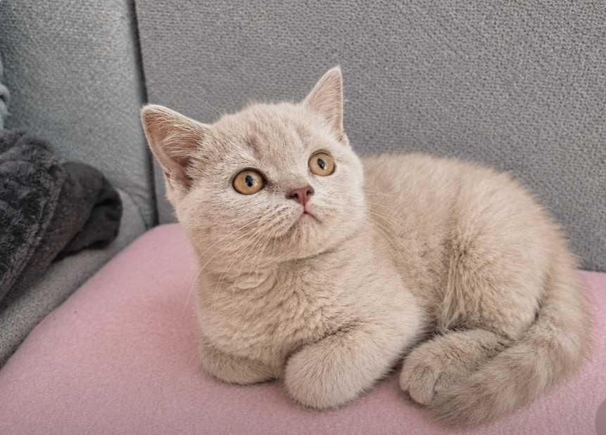 Kot Brytyjski Lilowy WCF