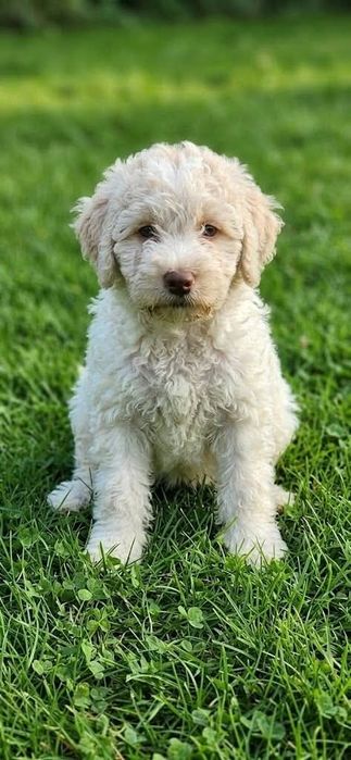 Lagotto romagnolo