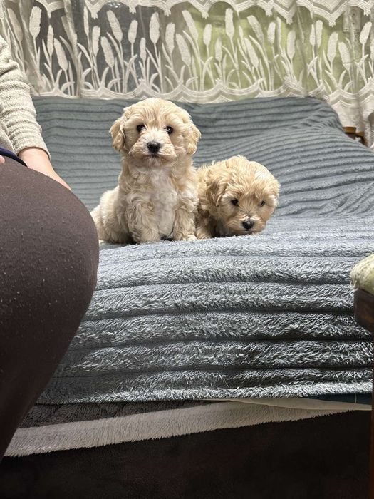 Хлопчики мальтіпу