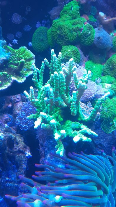Acropora zielona i fluo  Morskie