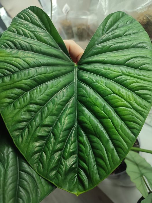Алоказия Лукиван (Alocasia 'Lukiwan')