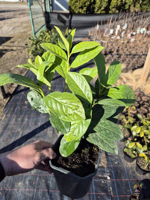 Laurowiśnia NOVITA żywopłot