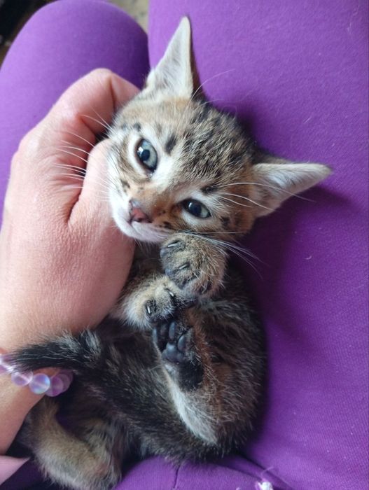 Отдам котёночка за символическую плату
