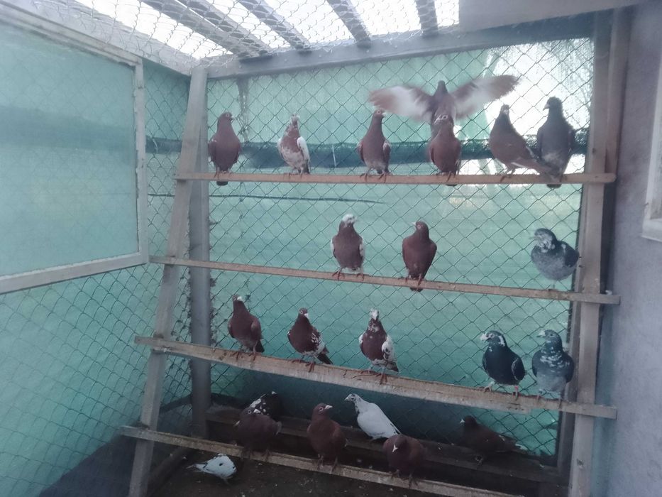 Gołębie mulemansy młode 2025 r