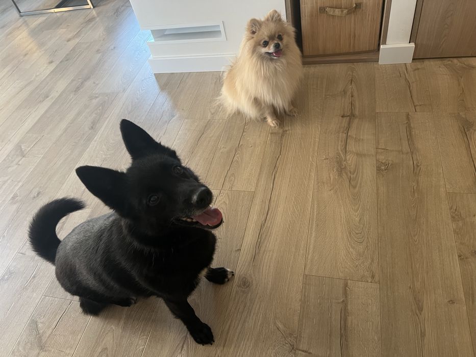 Szukamy kochającego domu dla naszych psiaków. Tylko razem!