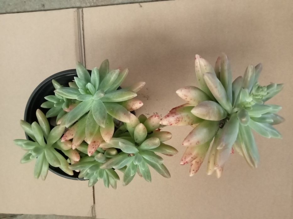 Suculentas pequenas
