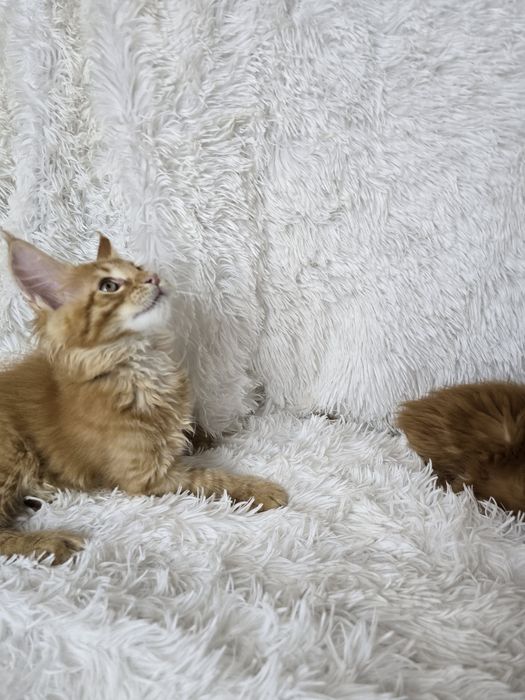 Кошенята Мейн Кун.