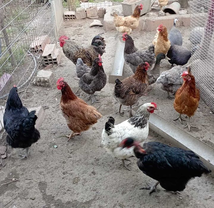 Galinhas e galos do campo