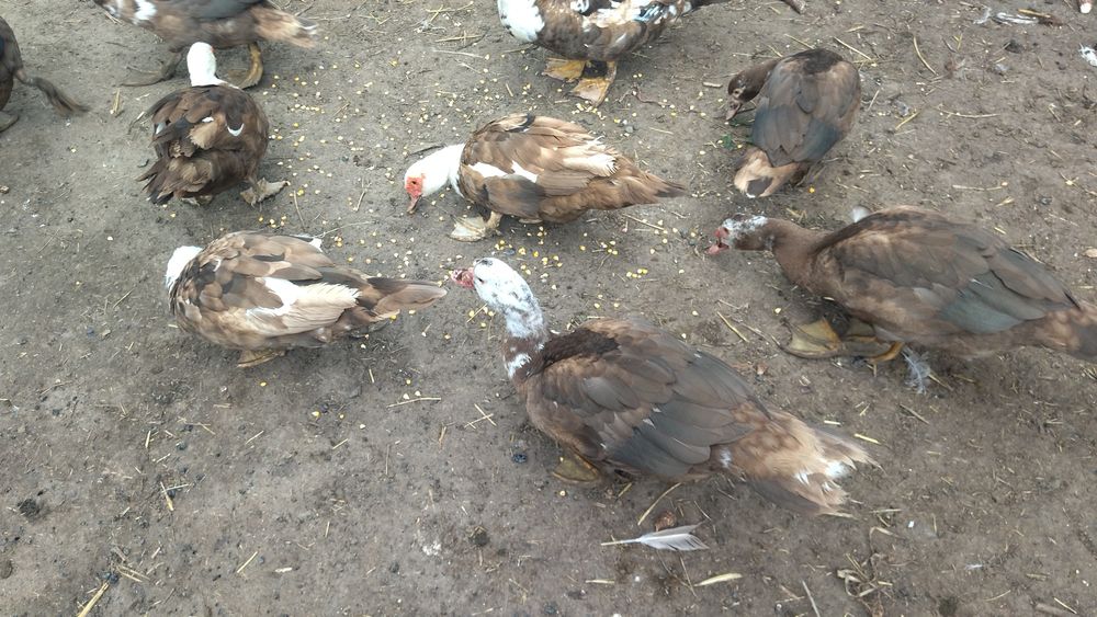 Продам качок шипунів