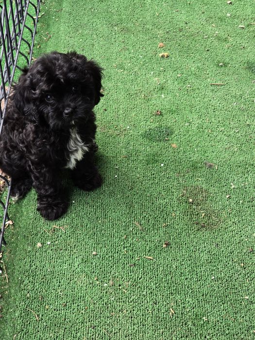 Maltipoo piesek czarny
