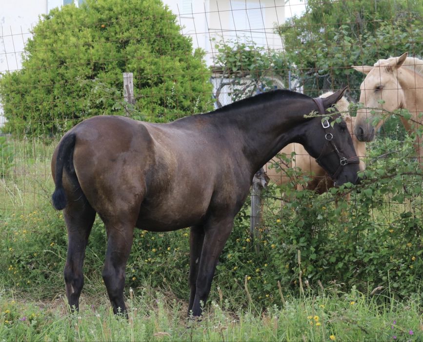 Poldra lusitana preta 2 anos