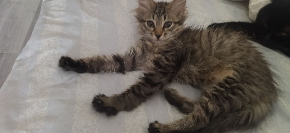 Котята ищут семьи