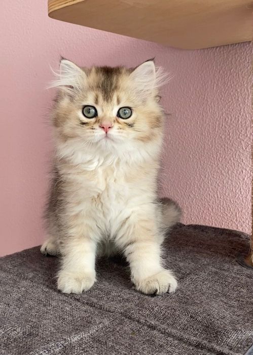 Gato British Longhair