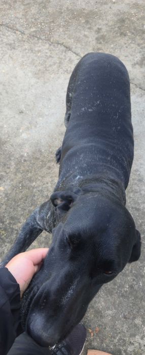 Cão braco alemão