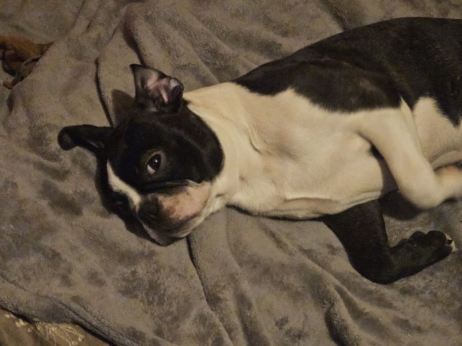 Boston terrier szczeniak