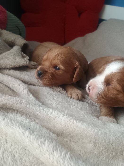 Cavalier King Charles Spaniel, cavapoo F1b