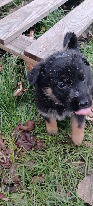 Цуценята 1,5 місяці в добрі руки м. Калуш безкоштовно !