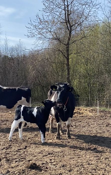 Mleko od rodzimych krów -GrassFeedowe