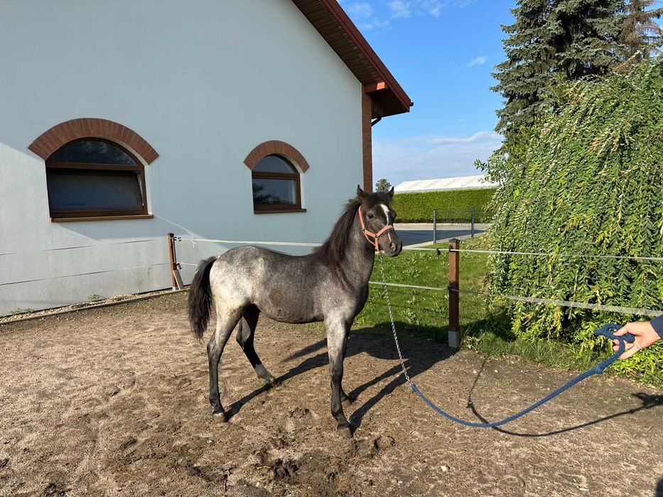 Kuc walijski-ogier, źrebak