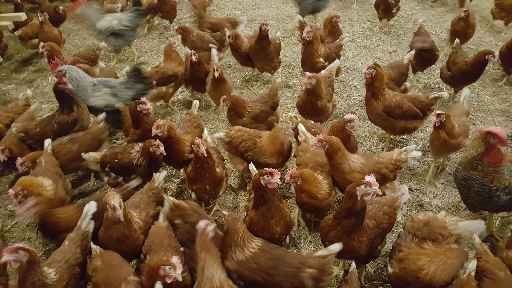 Kury nioski, młode, odchowane