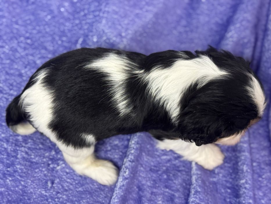 Cavalier king Charles macho com Lop e afixo