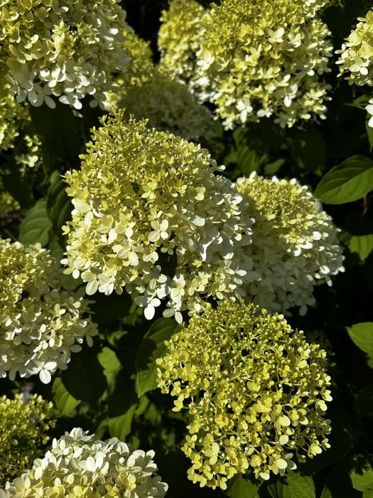 Hortensje Limelight do ogrodu i na balkon.