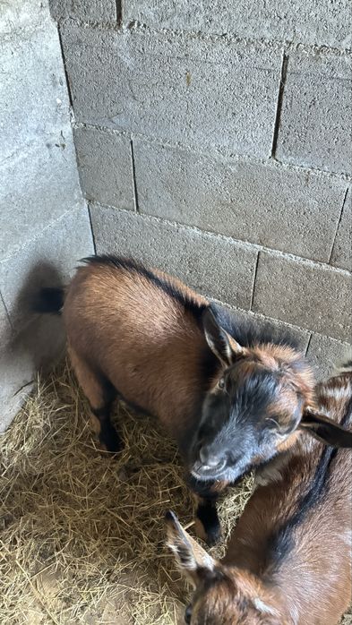 Vendo cabrito de 1 ano e 2 meses