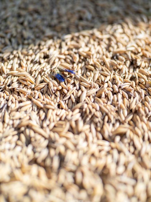 Mam do sprzedania zboże