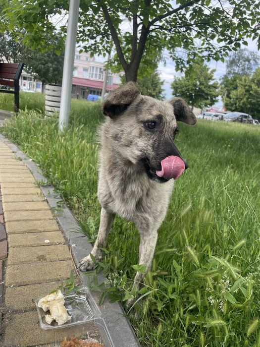 Шукає родину малюк Лео!