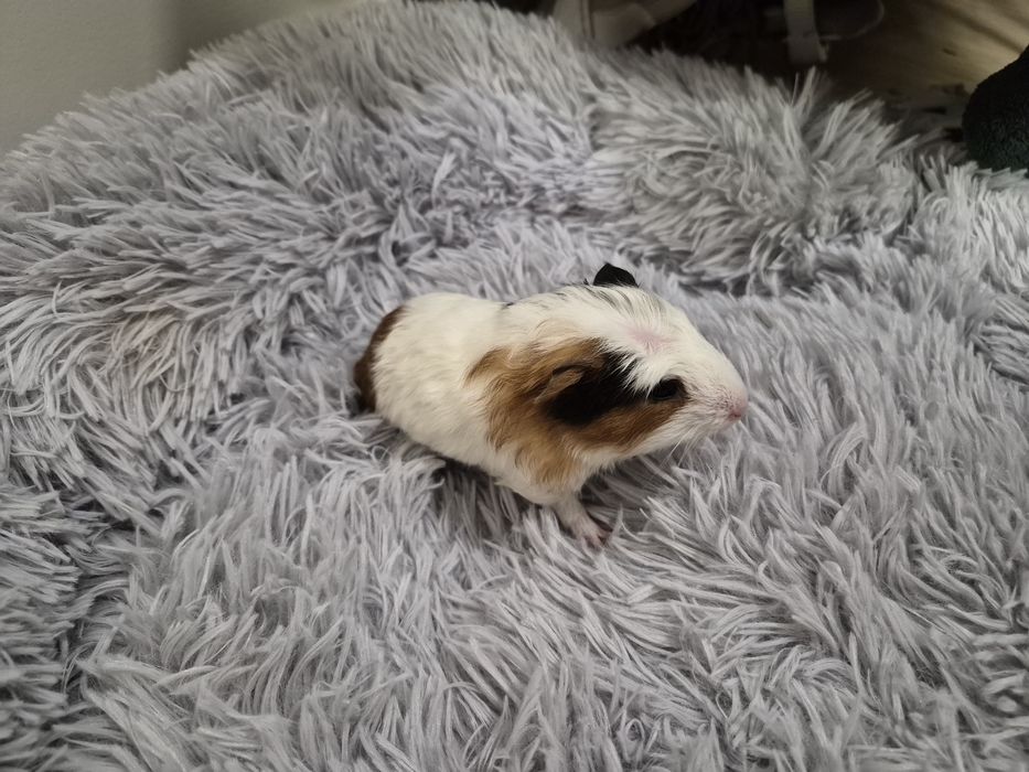 Małe świnki morskie