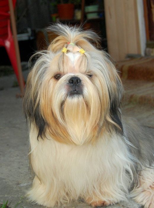 Шикарный ши-тцу для вязки