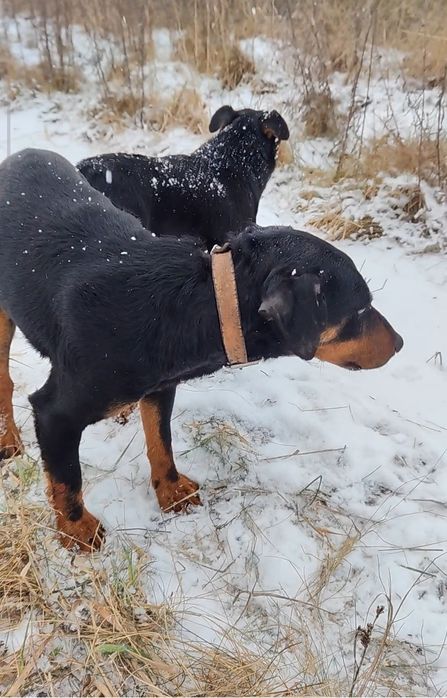 Ягдтер'єр  (мисливський ягд)