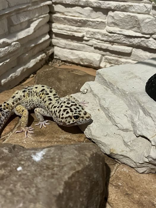 Gekon Lamparci plus terrarium