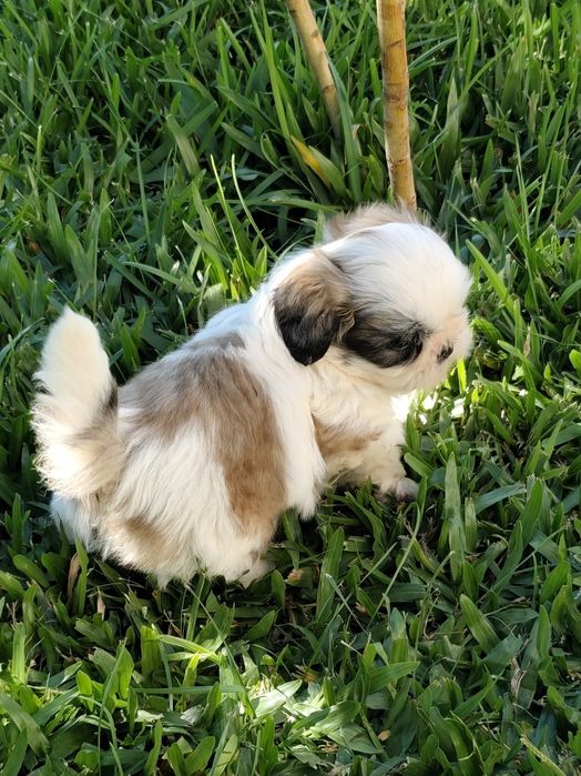 Shih-Tzu macho disponível