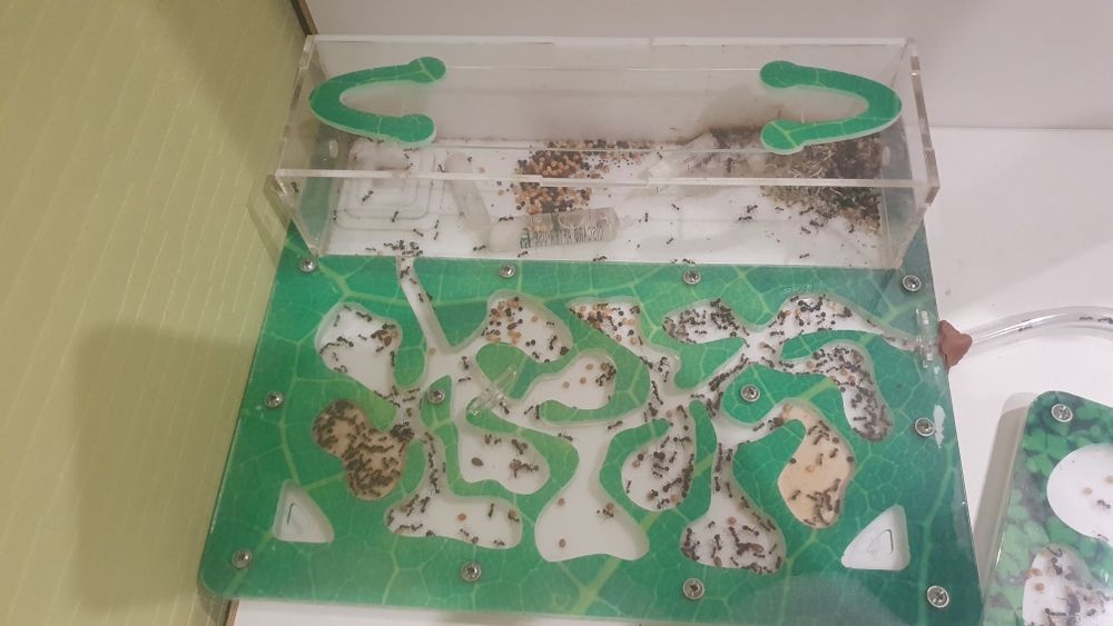 Двохмодульна мурашина колонія