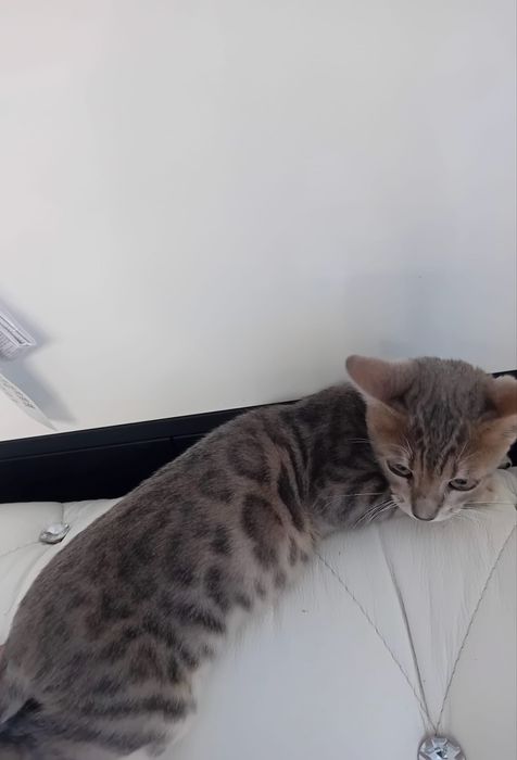 Kocurek Bengalski Niebieski