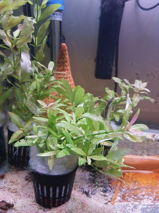(Novas Plantas) Plantas para Aquário