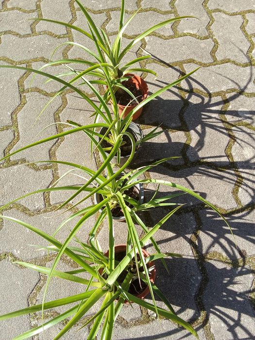 Bromélias lágrimas de rainha