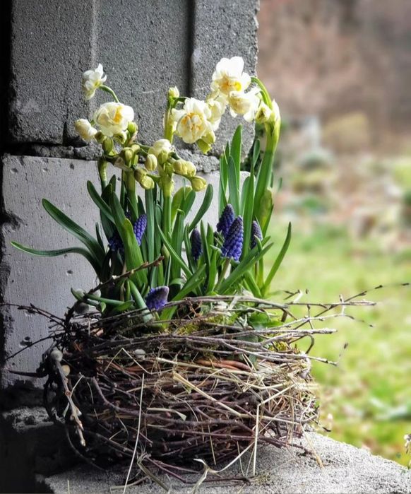 Żywe kwiaty cebulowe wiosenne w gnieździe