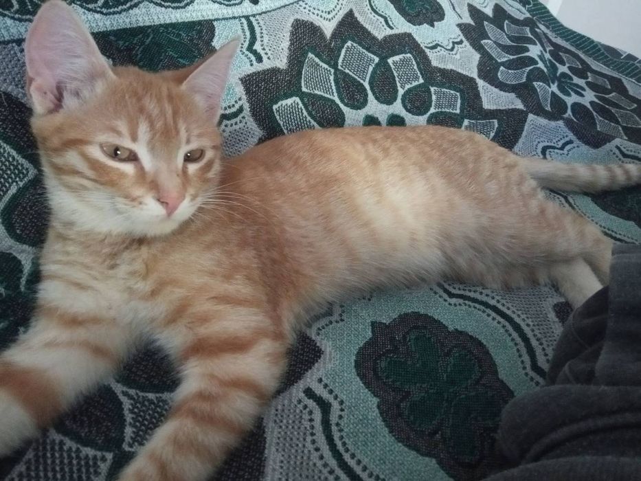 Котята котики отдам котенок мальчик